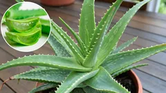 Aloe v domácnosti: tajomstvo výhod a krásy, o ktoré prichádzate