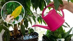 Prečo vaše izbové rastliny vädnú? Chyby pri zalievaní, ktorým sa treba vyhnúť